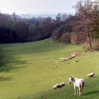 Horse Pasture, England